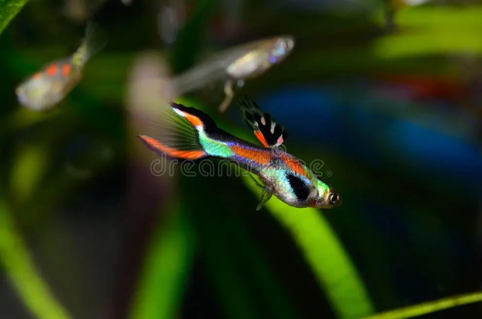 Assorted Endler Live Bearers