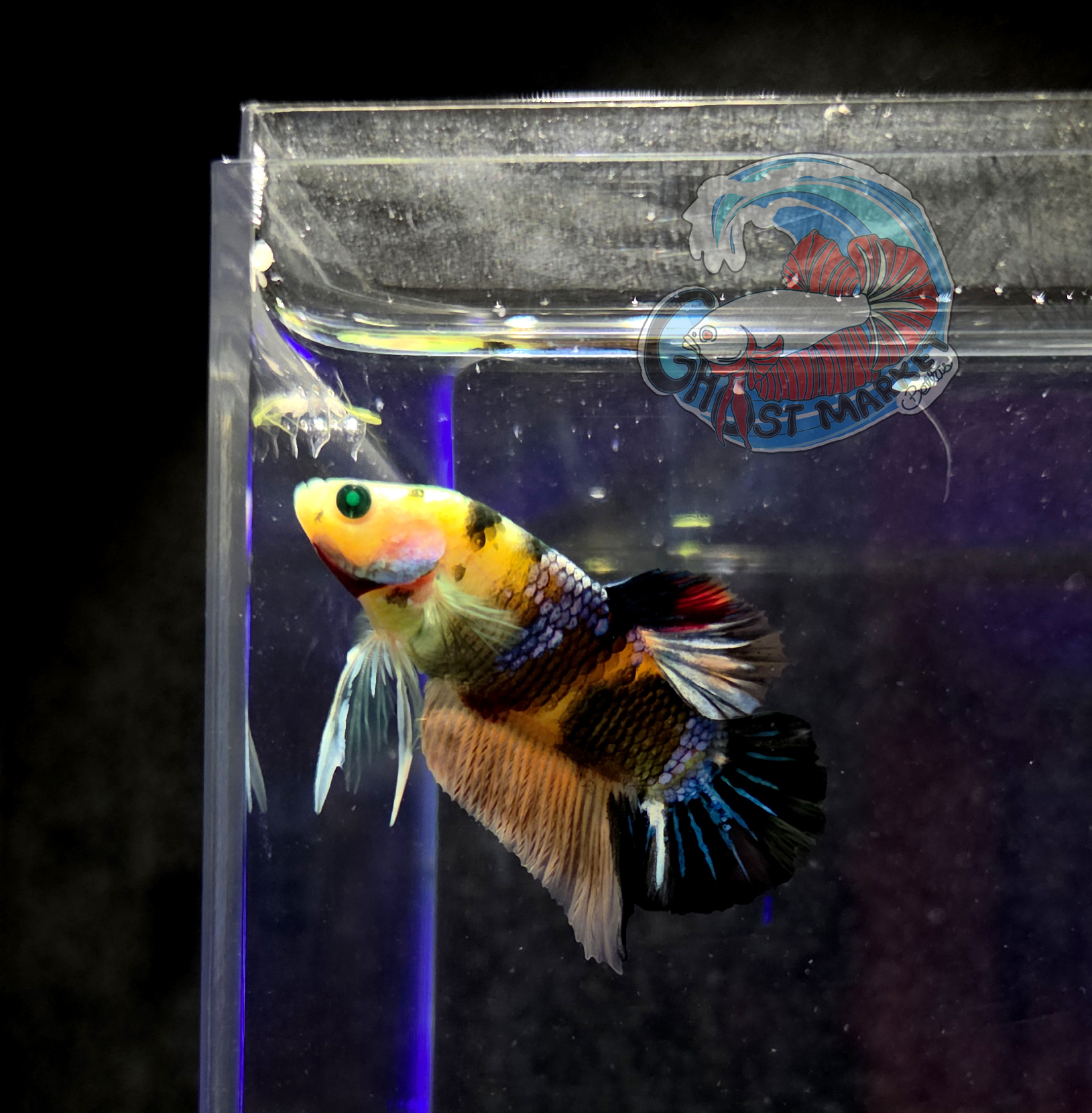 **RARE** Ghost Betta - Colorful, Incandescent, US Bred, Healthy LIve Betta Fish