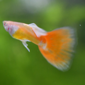Albino SunShine breeding trio