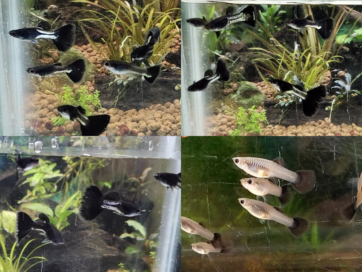 12x Albino Full Red & Metal Black Tail combo guppy pack - FREE SHIPPING