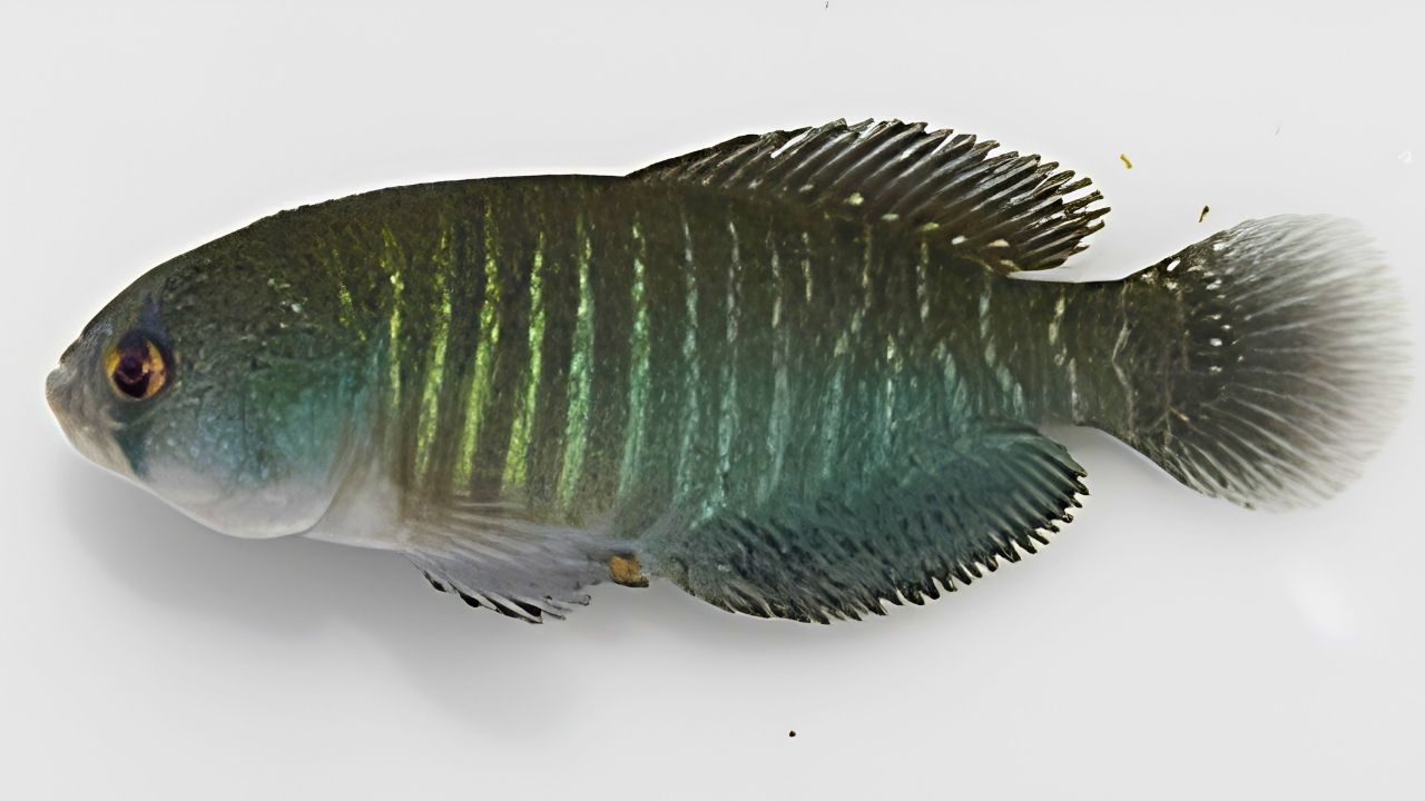 Austrolebias melanoorus (Annual Killifish)