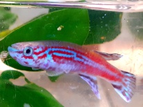 Aphyosemion ogoense GBH 80/24  30 eggs