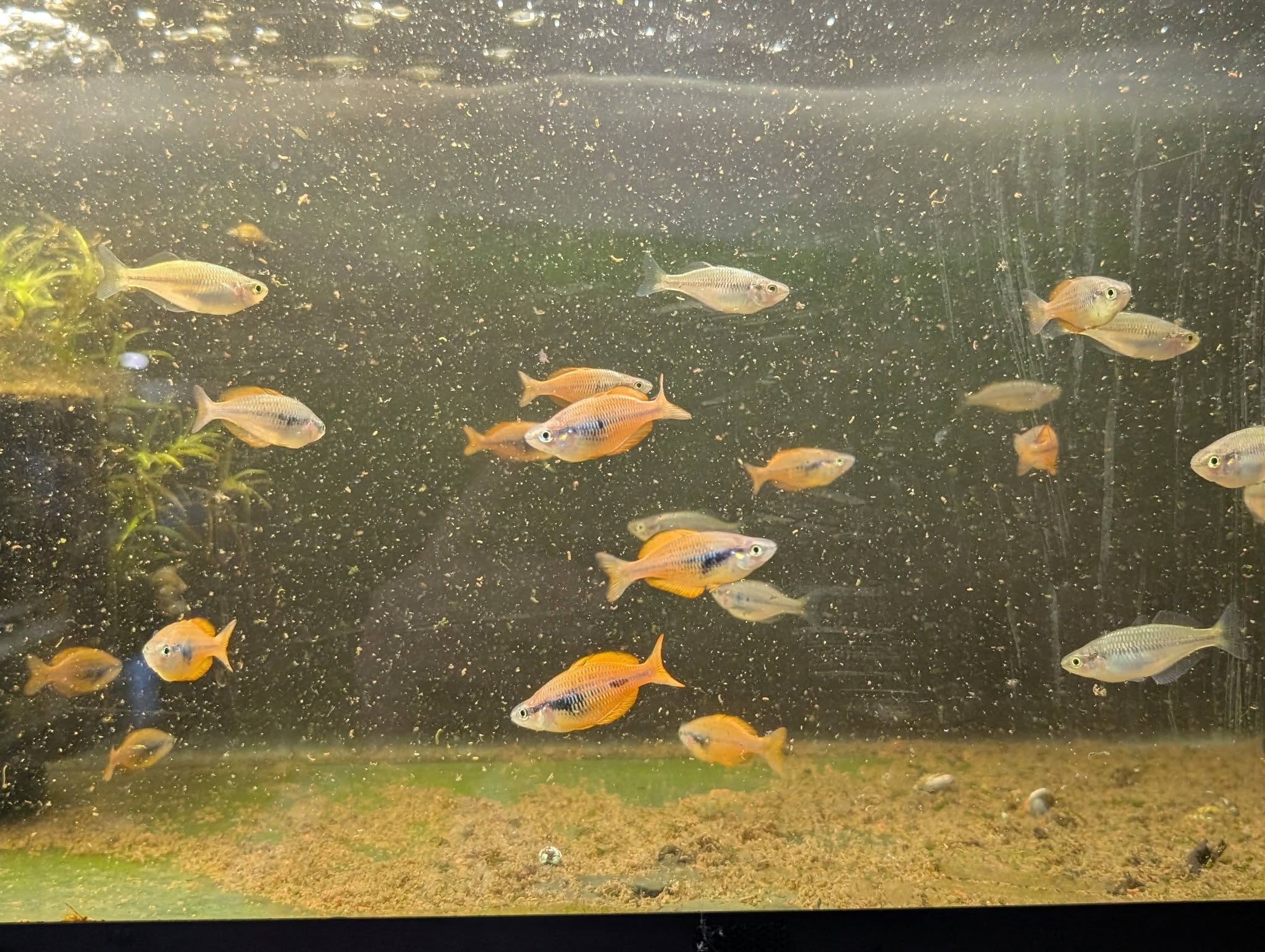 Melanotaenia parva - Lake Kurumoi Rainbowfish x8 Young adults