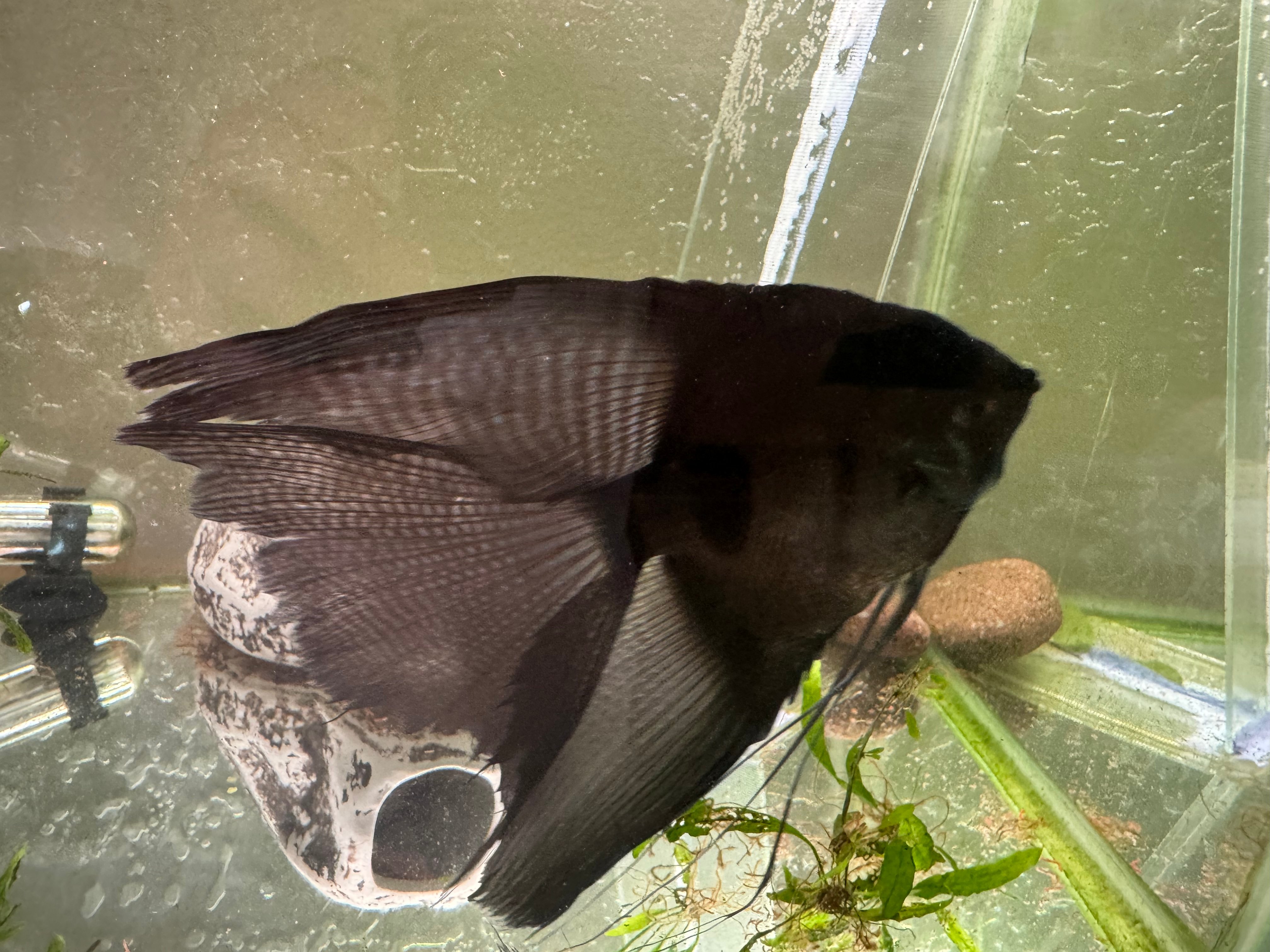 Super Nice Proven Veiltail Pinoy Angelfish Pair, 1st spawn