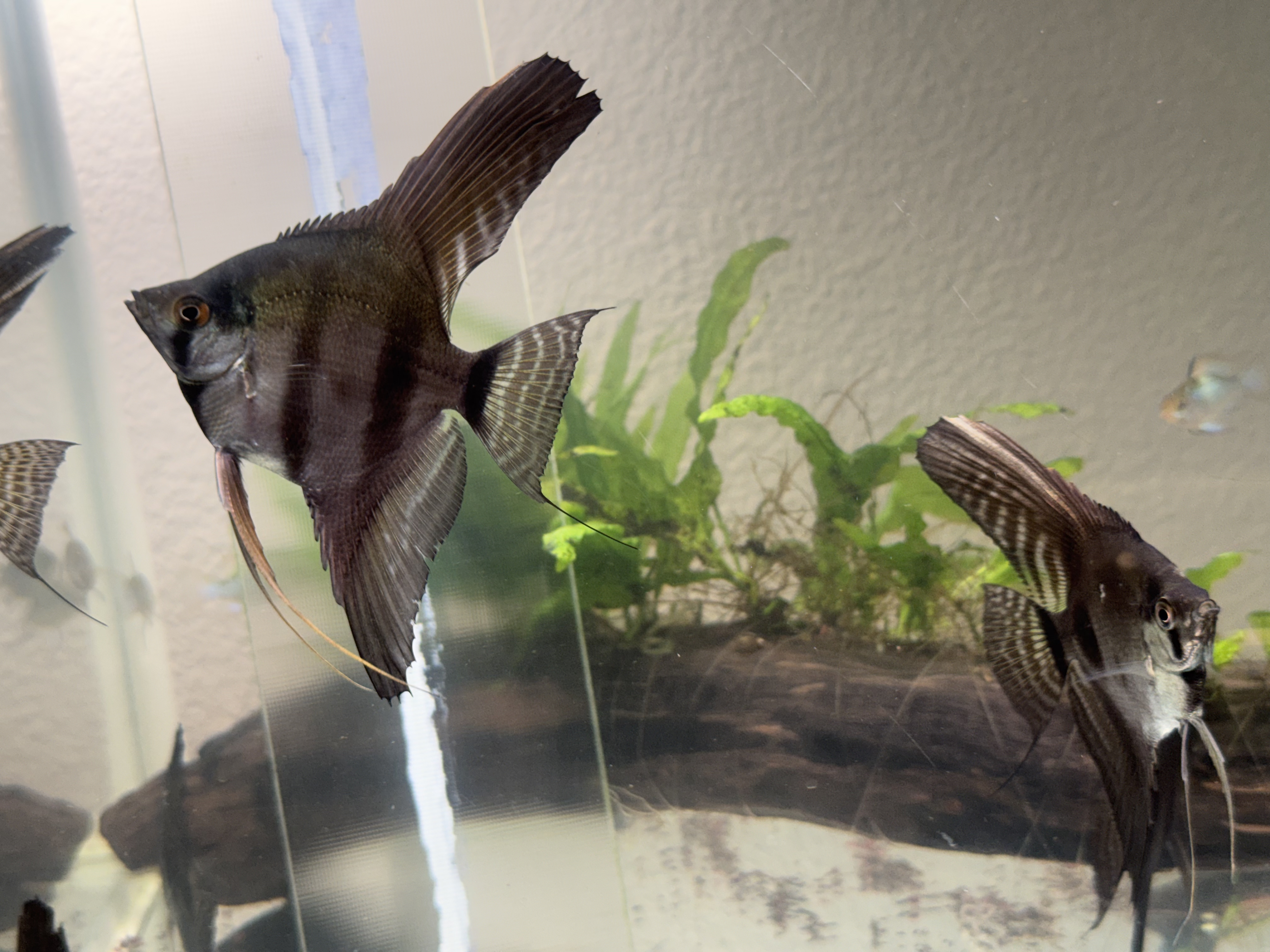 WYSIWYG 8 Pinoy Subadult Angelfish, half dollar size