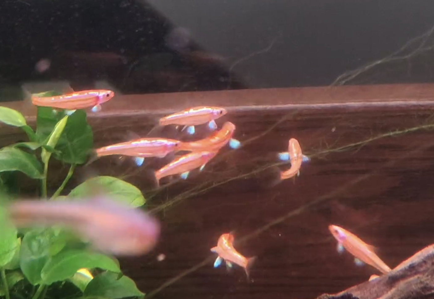 10 x young rainbow shiners, Hydrophlox chrosomus
