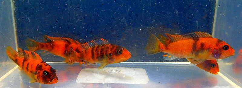8 red blotch zebra