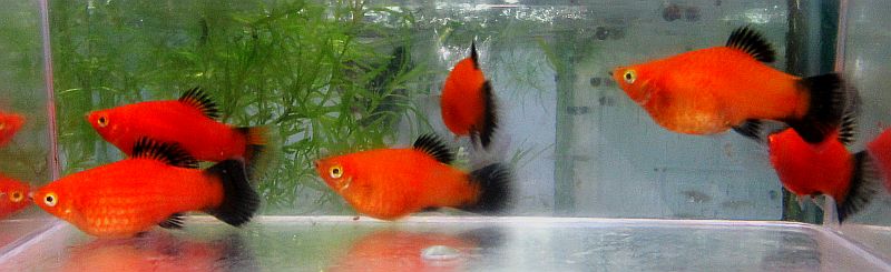 6 red wag platys