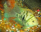 2 Inch Blue Tiger Parrots Group of 6