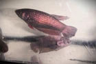 Copper Hybrid Females Group of 6