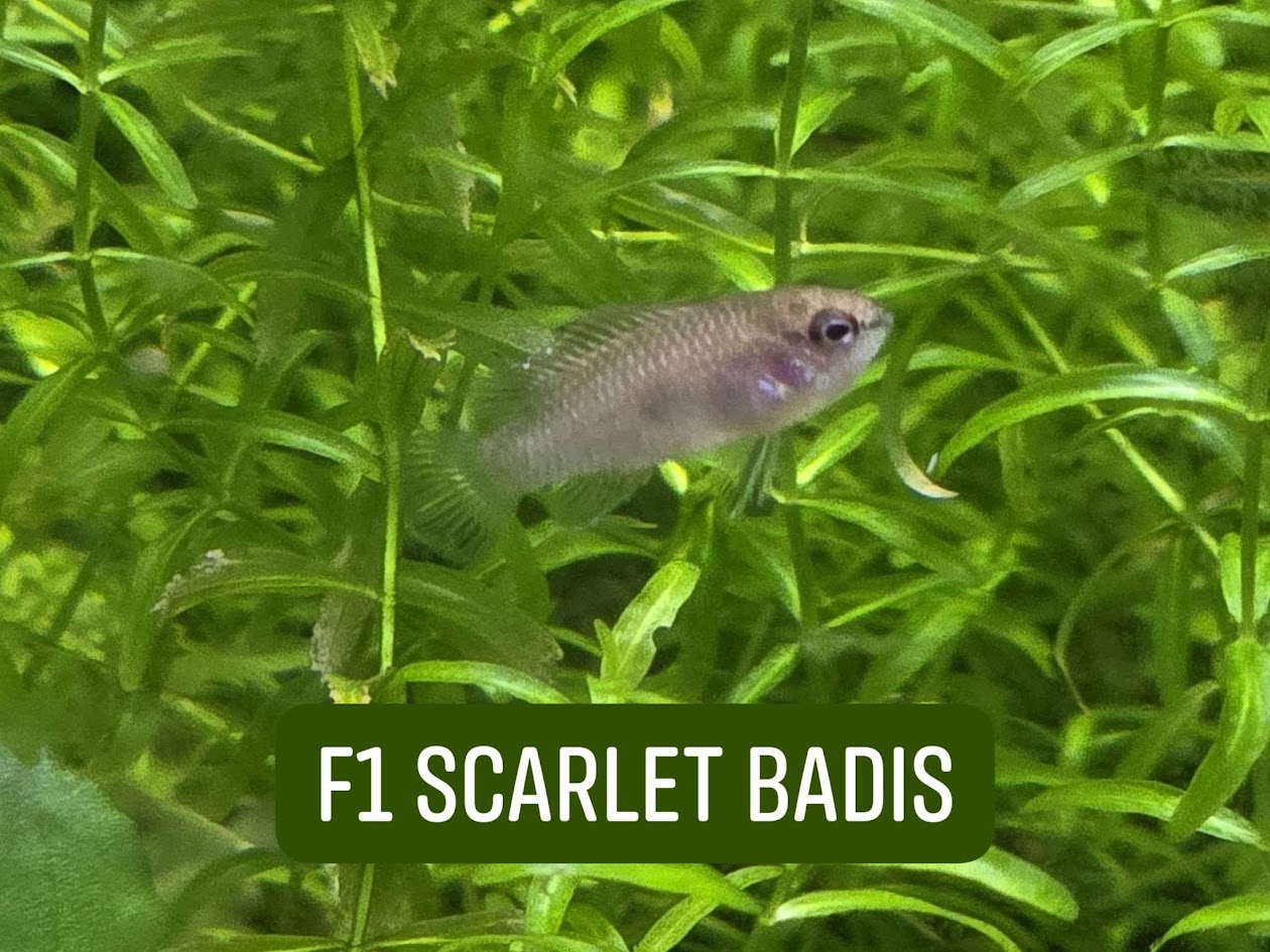 Scarlet Badis Male/Female Pair, F1