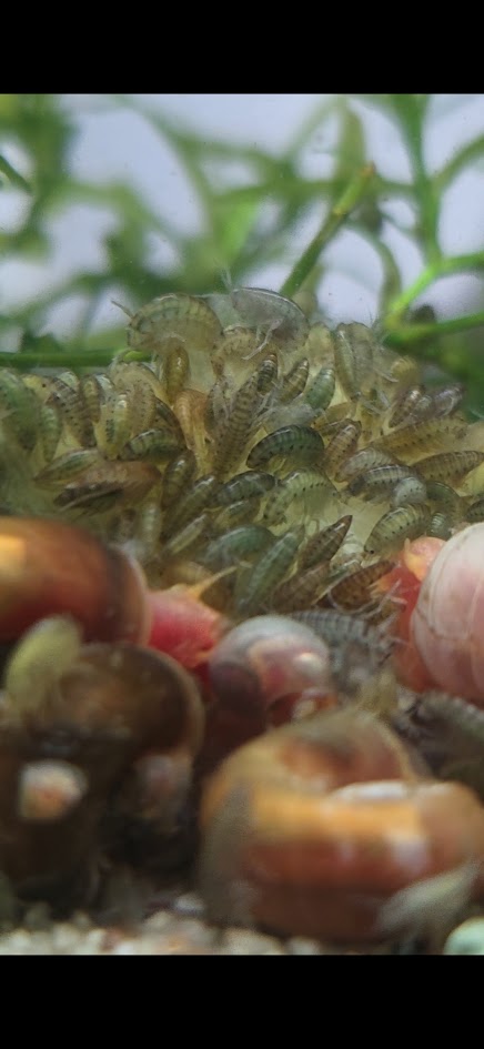 Freshwater scuds starter culture!