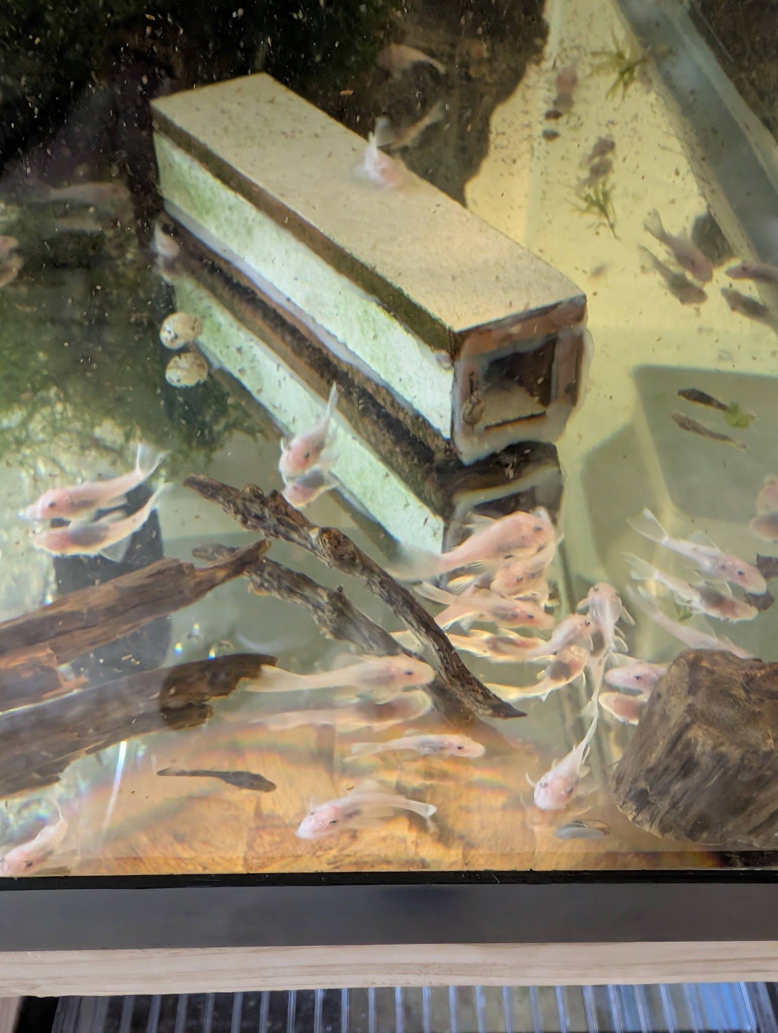 Snow White Bristlenose Pleco Plecostomus - Young 1-1.5" in size x1