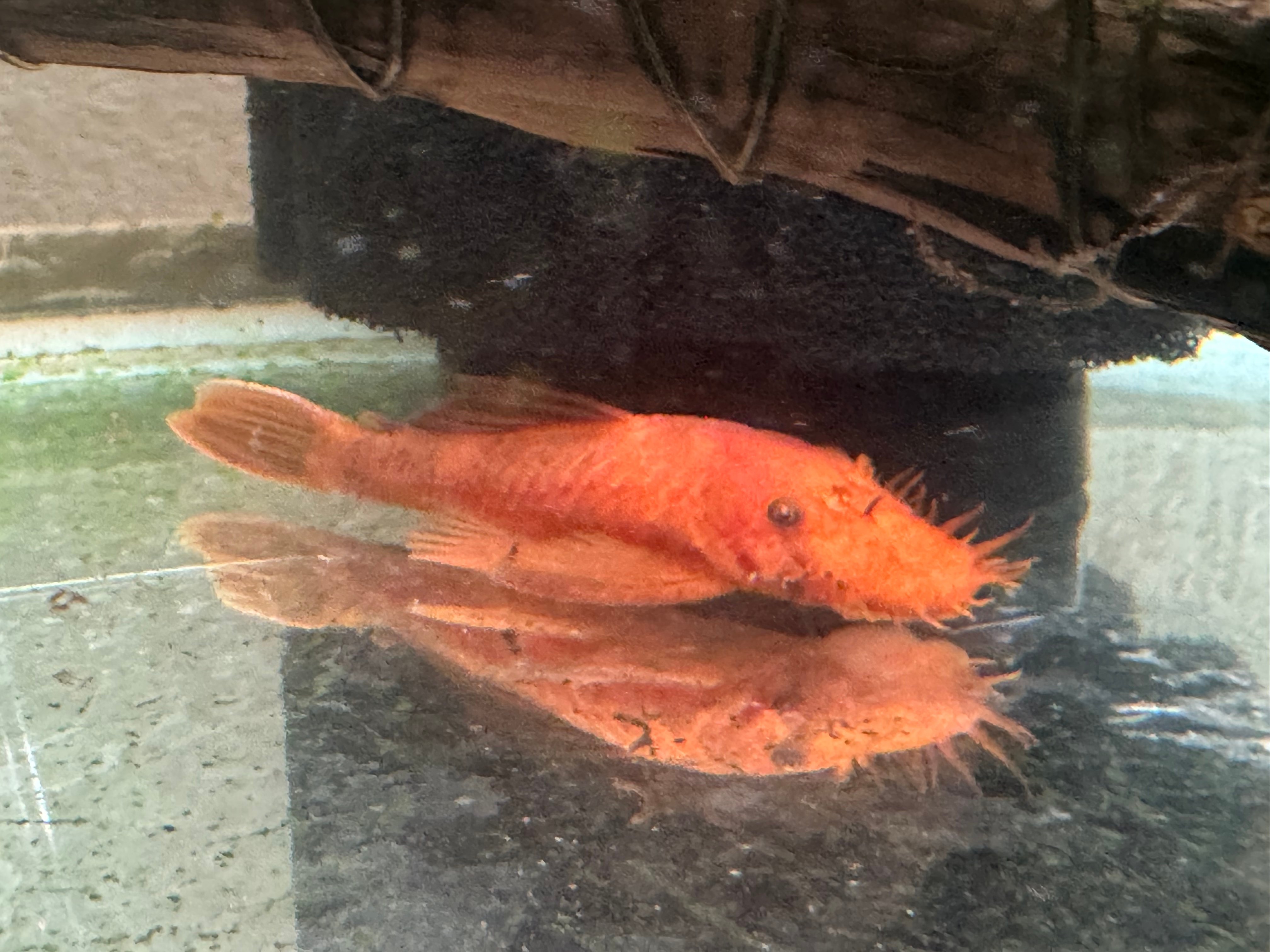 Short fin super red bushynose pleco pair