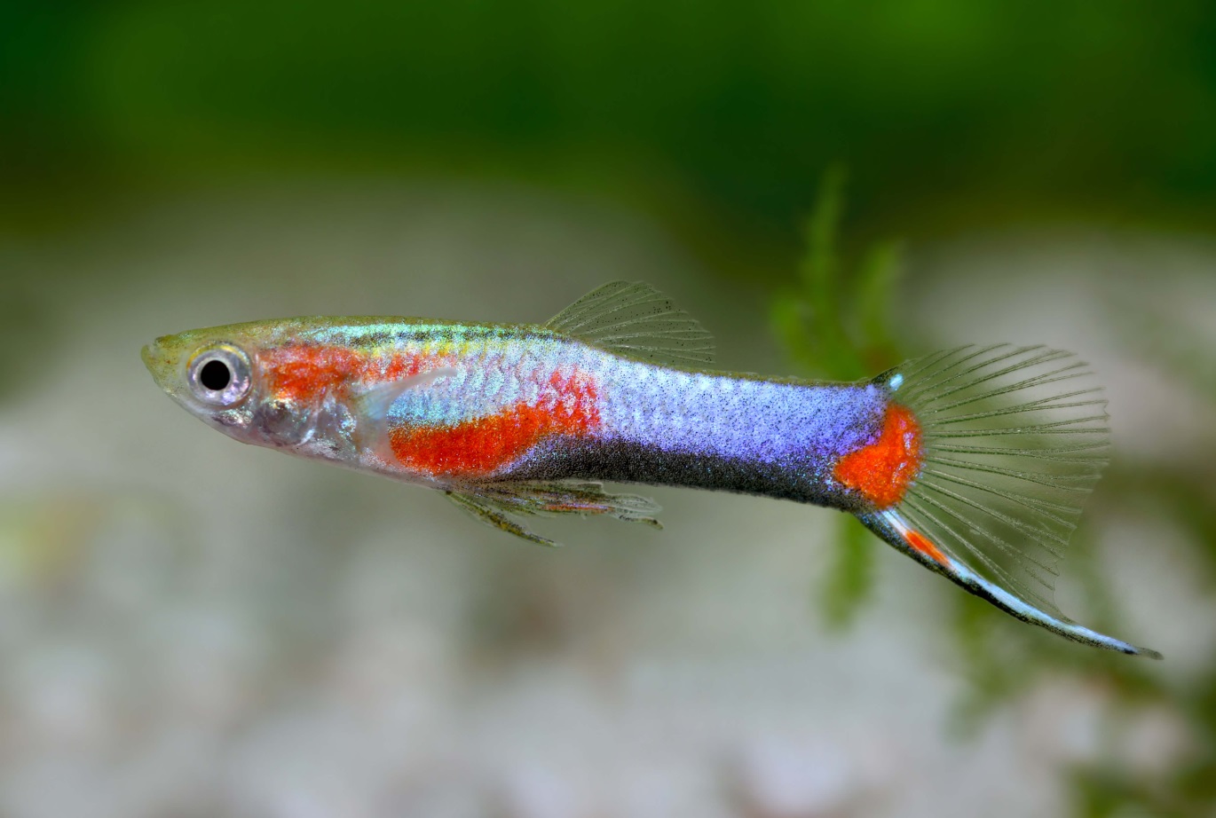 3 Pair Blue Star Endlers Poecilia wingei - PLEASE READ DESCRIPTION FIRST