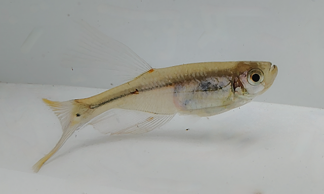 10 x Swordtail characin, Corynopoma riisei