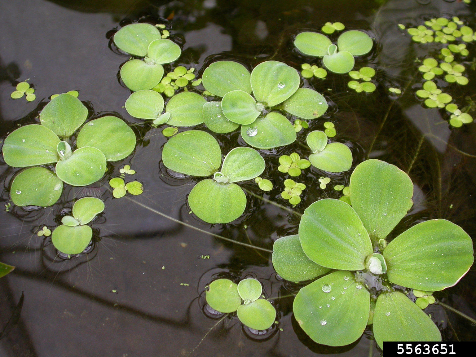 water lettuce 50+ leaves