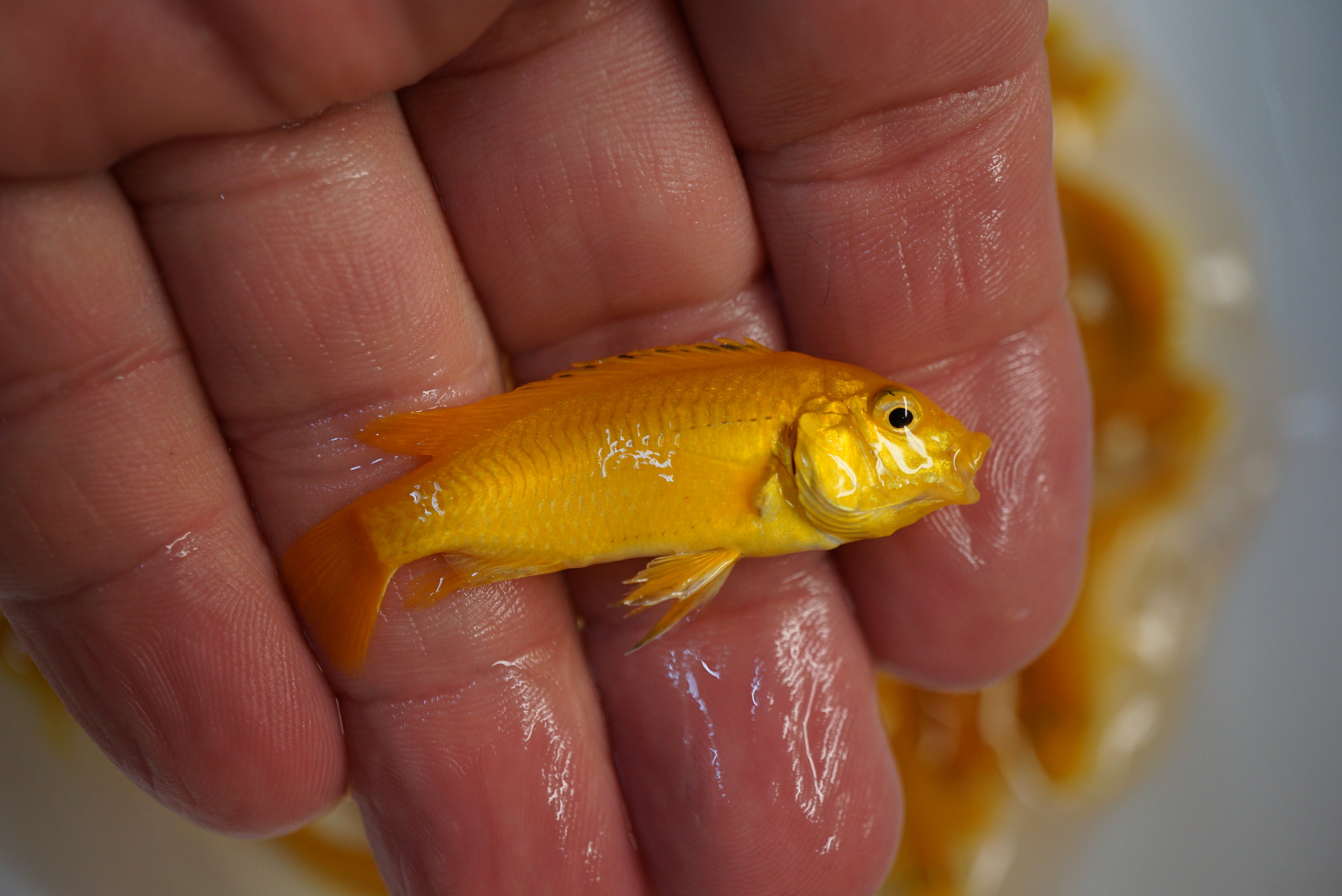 6 Live Mixed Mbuna Cichlids Yellow Lab Acei Maingano - PLEASE READ DESCRIPTION FIRST