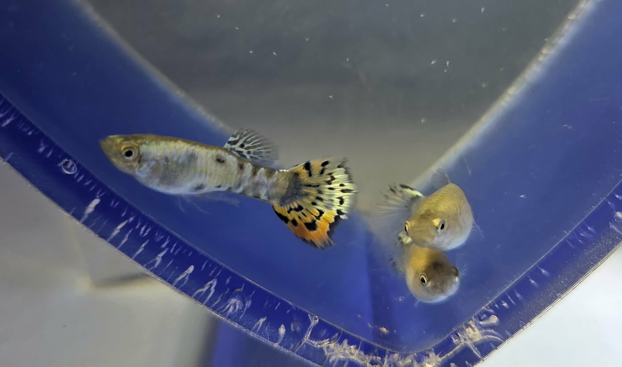 Yellow Galaxy Sunset Juvenile Trio
